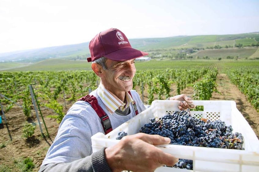 Picture 5 for Activity Baku: Organic Winery Tour in Shamakhi with Local Lunch