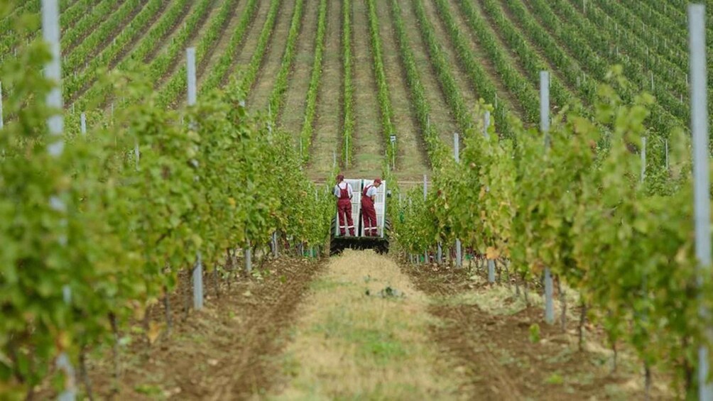 Picture 3 for Activity Baku: Organic Winery Tour in Shamakhi with Local Lunch