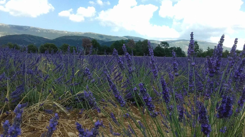 Picture 4 for Activity From Nice: The Grand Canyon of Europe & its Lavender Fields