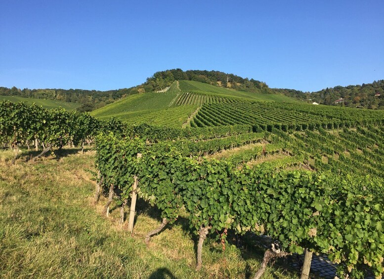 Picture 3 for Activity Stuttgart: 2-Hour Vineyard Hike with Tastings