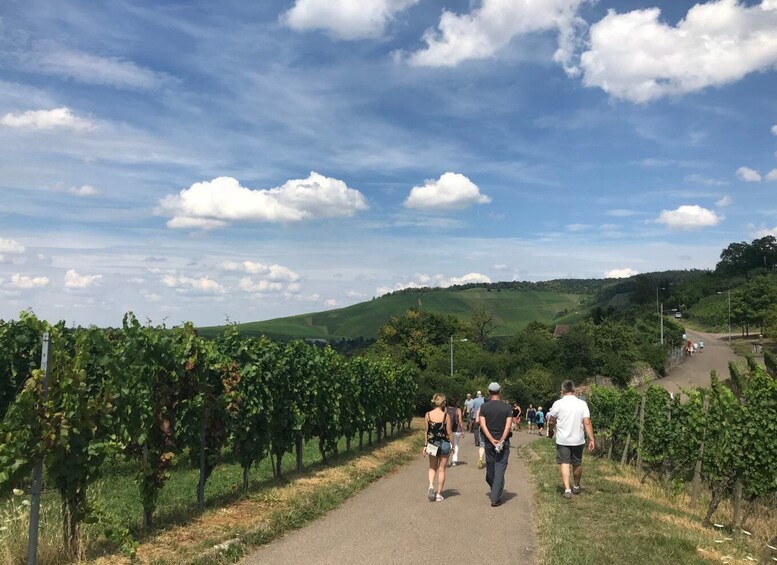 Picture 1 for Activity Stuttgart: 2-Hour Vineyard Hike with Tastings
