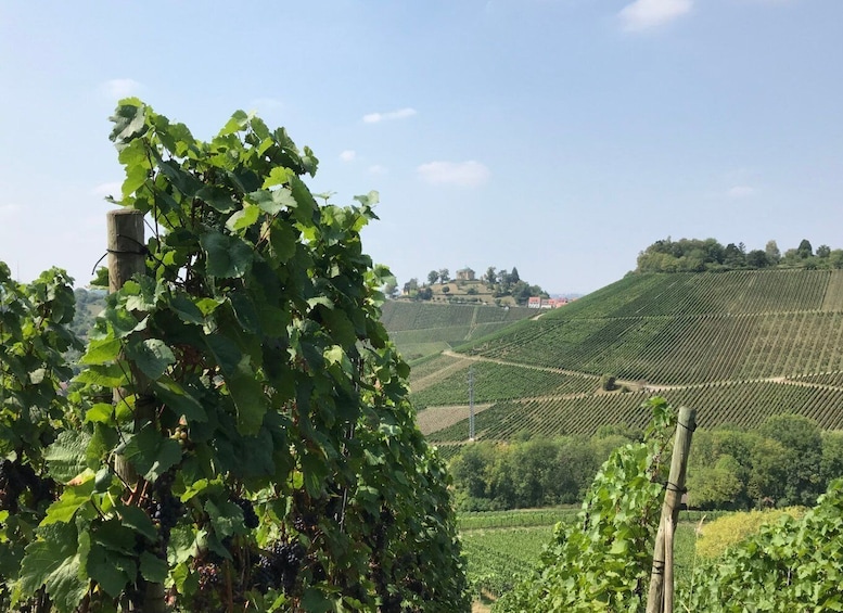 Picture 2 for Activity Stuttgart: 2-Hour Vineyard Hike with Tastings