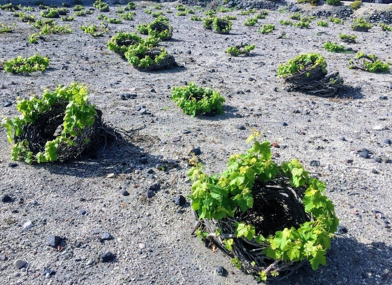 Picture 3 for Activity Santorini: Guided Tour to 3 Wineries with Wine Tastings