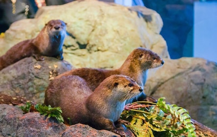 San Francisco Entrada general al Acuario de la Bahía