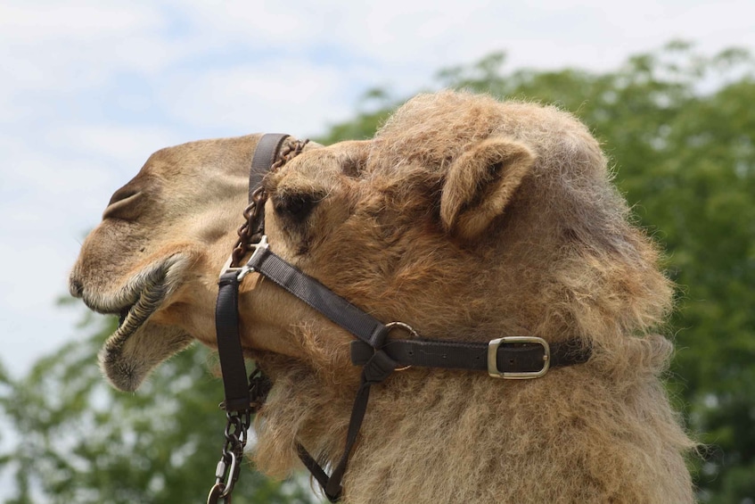 Picture 11 for Activity Taghazout Sunset Camel Ride