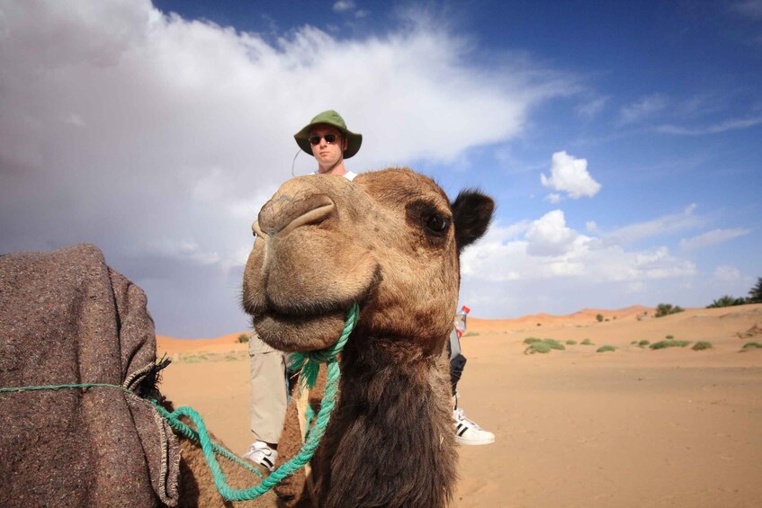 Picture 9 for Activity Taghazout Sunset Camel Ride