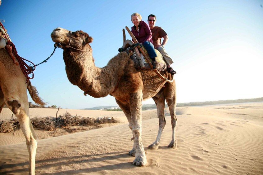 Picture 8 for Activity Taghazout Sunset Camel Ride