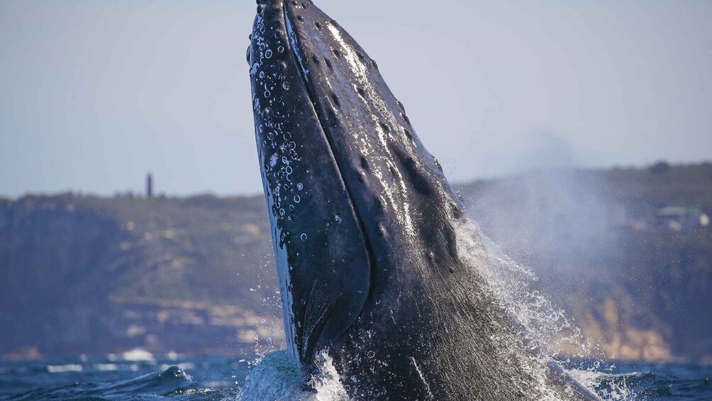 Picture 3 for Activity Sydney: 3-Hour Whale Watching Tour by Catamaran