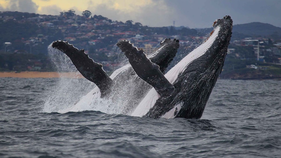 Sydney: 3-Hour Whale Watching Tour by Catamaran