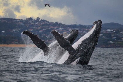 Sydney : Visite d’observation des baleines de 3 heures par Catamaran