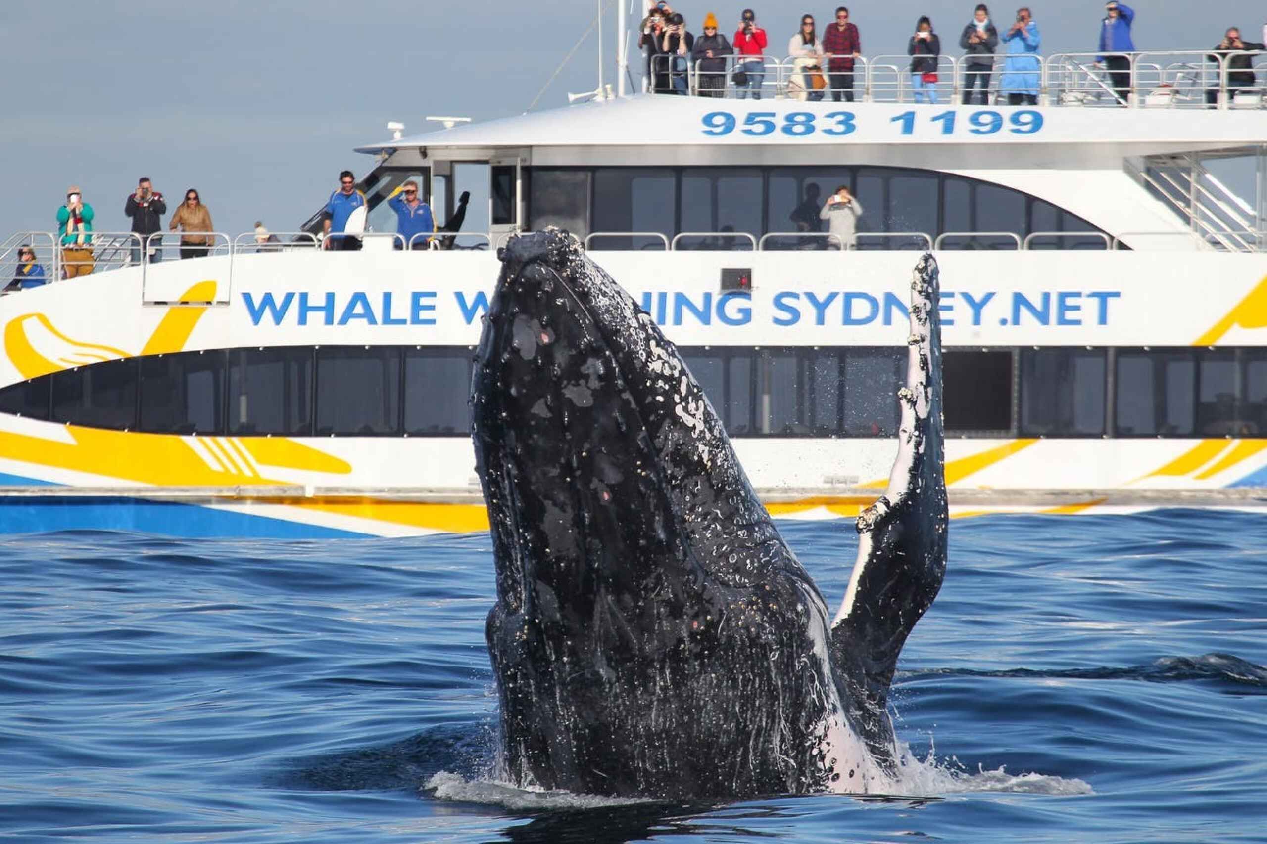 whale watching catamaran