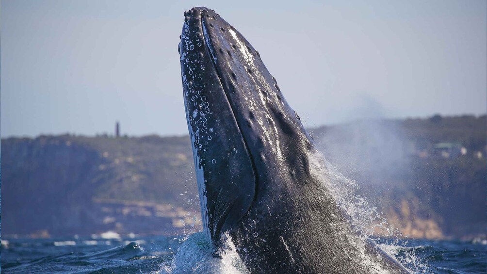 Picture 3 for Activity Sydney: 3-Hour Whale Watching Tour by Catamaran