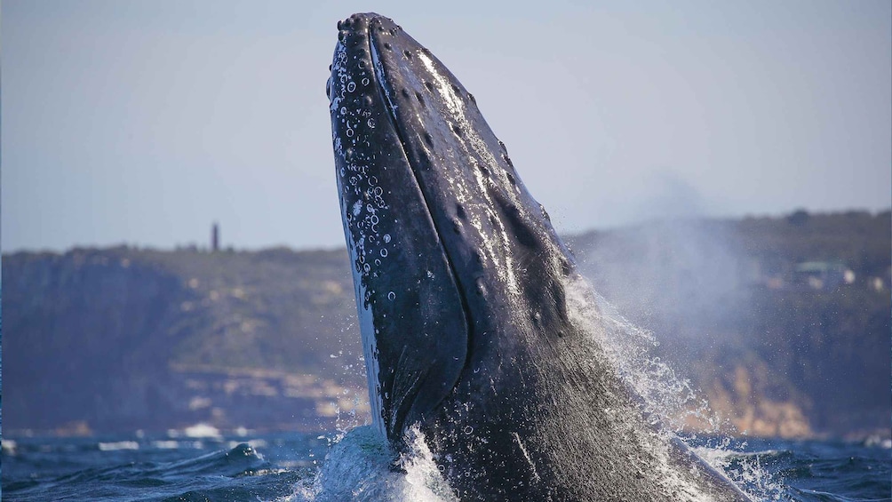 Picture 3 for Activity Sydney: 3-Hour Whale Watching Tour by Catamaran