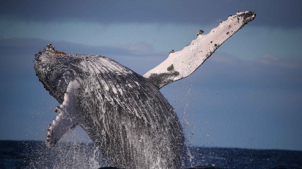 Picture 1 for Activity Sydney: 3-Hour Whale Watching Tour by Catamaran