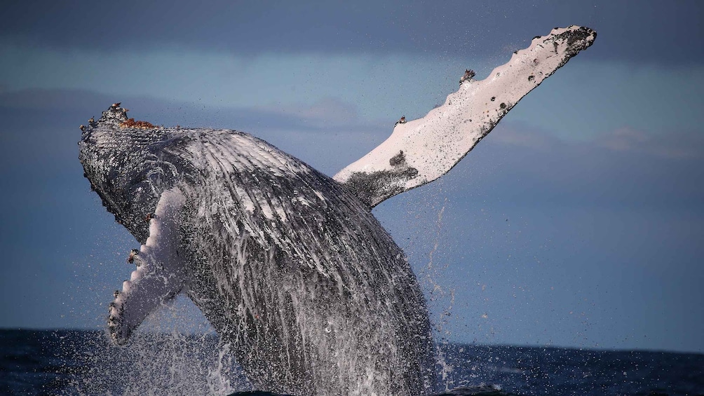 Picture 1 for Activity Sydney: 3-Hour Whale Watching Tour by Catamaran