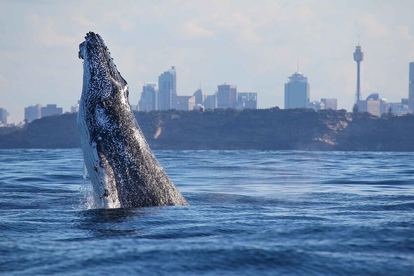 Picture 2 for Activity Sydney: 3-Hour Whale Watching Tour by Catamaran