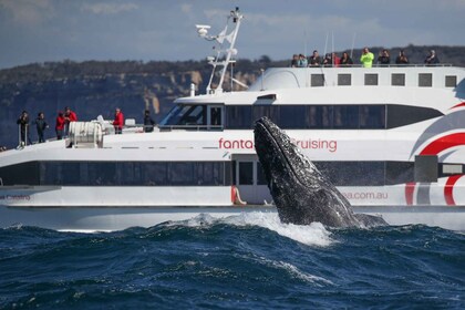 Sydney: Whale Watching Cruise by Catamaran