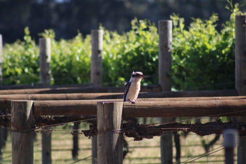 Picture 2 for Activity Half day Wine and Sights Discovery Tour Busselton