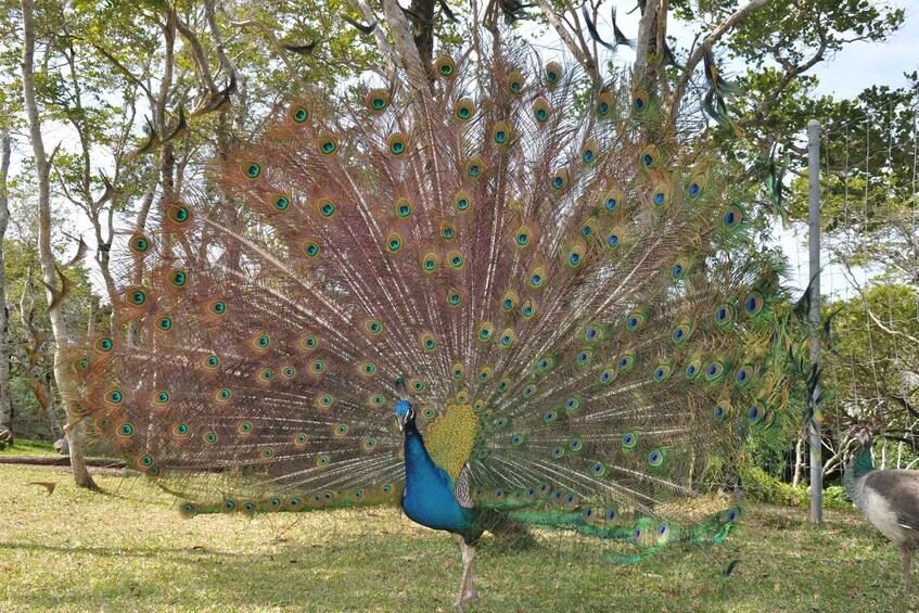 Picture 2 for Activity Noumea: Botanical Park & Zoo Trip from Cruise Ship Terminal