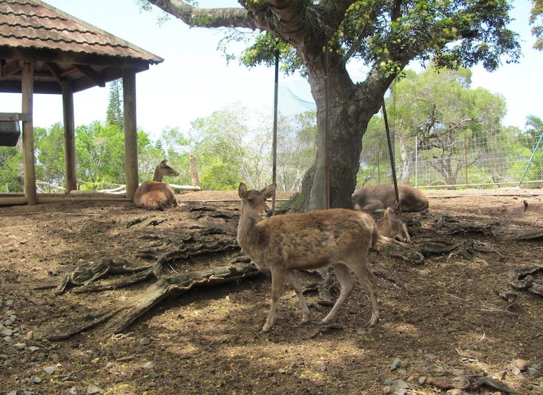 Picture 4 for Activity Noumea: Botanical Park & Zoo Trip from Cruise Ship Terminal