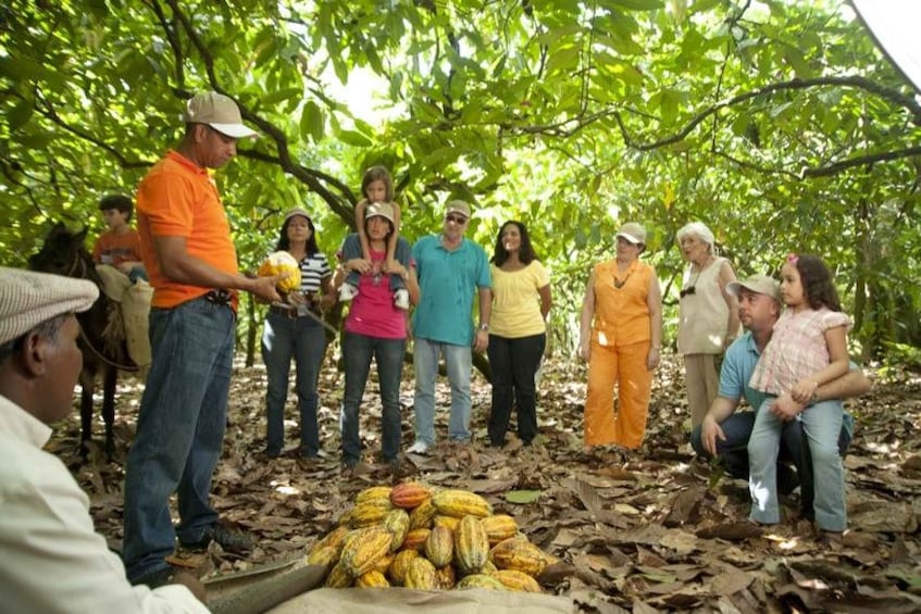 Picture 1 for Activity Dominican Republic: 4-Hour Chocolate Lovers Tour