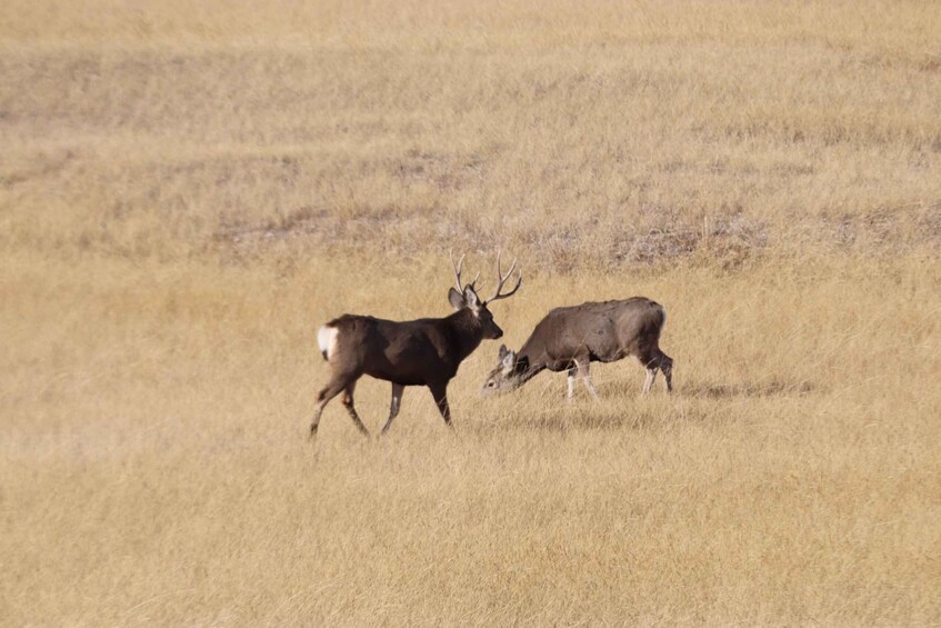 Picture 17 for Activity From Rapid City: Badlands NP Full Monty Adventure