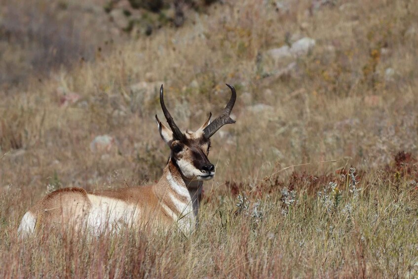 Picture 7 for Activity From Rapid City: Badlands NP Full Monty Adventure