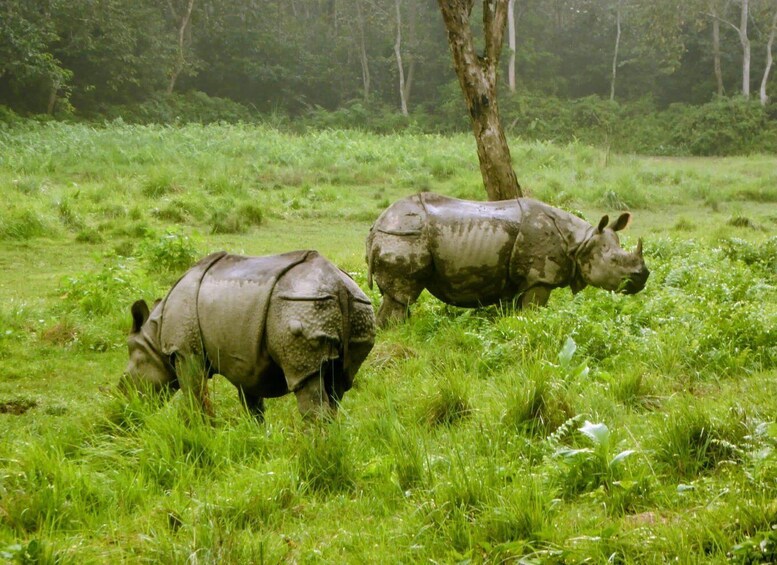Picture 1 for Activity Kathmandu: 3-Day Chitwan Safari Tour with Hotel Transfers