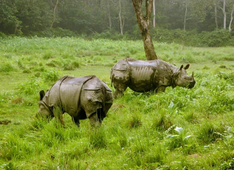 Picture 1 for Activity Kathmandu: 3-Day Chitwan Safari Tour with Hotel Transfers