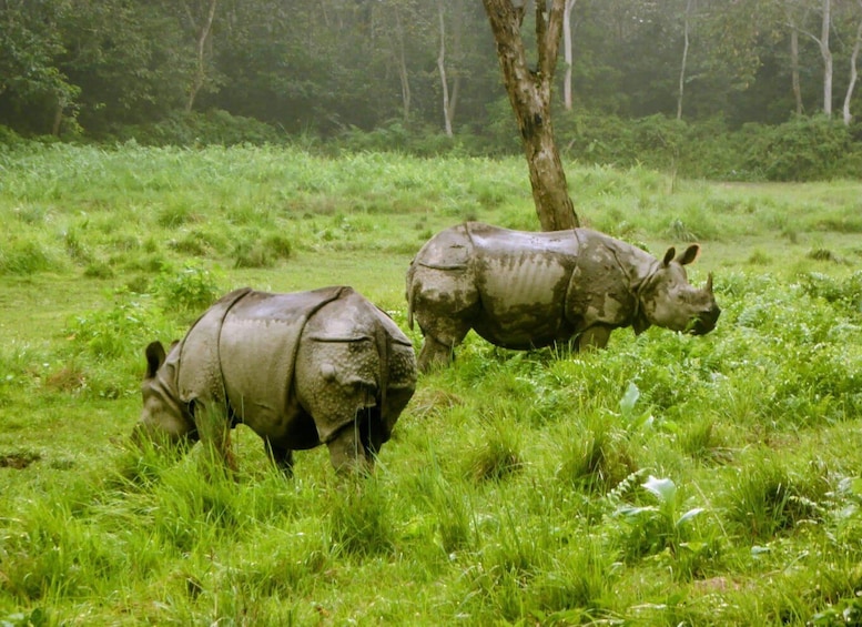 Picture 1 for Activity Kathmandu: 3-Day Chitwan Safari Tour with Hotel Transfers