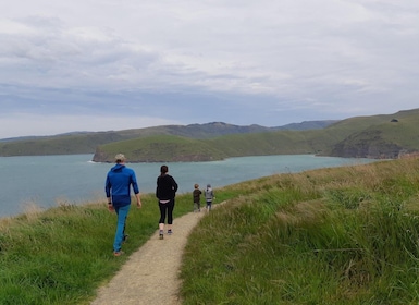 Christchurch: Godley Head & Lyttelton begeleide wandeltocht