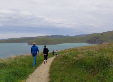 Christchurch : Visite guidée à pied de Godley Head et Lyttelton