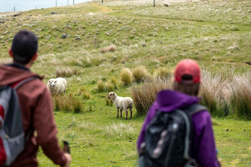 Picture 5 for Activity Christchurch: Godley Head & Lyttelton Guided Walking Tour