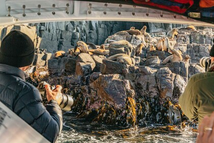 Desde Hobart/Adventure Bay: crucero por la naturaleza de Bruny Island