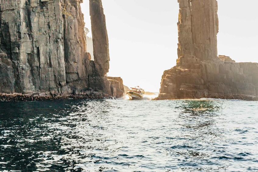 Picture 15 for Activity From Hobart/Adventure Bay: Bruny Island Wilderness Cruise