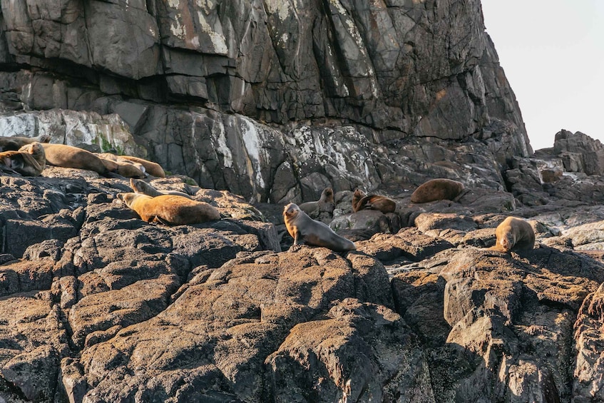 Picture 21 for Activity From Hobart/Adventure Bay: Bruny Island Wilderness Cruise