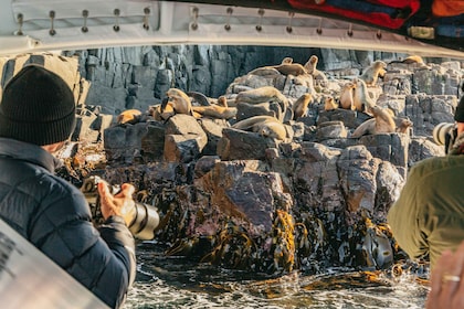 Vanuit Hobart/Adventure Bay: Bruny Eiland Wildernis Cruise