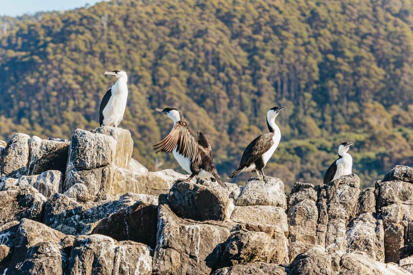 Picture 18 for Activity From Hobart/Adventure Bay: Bruny Island Wilderness Cruise