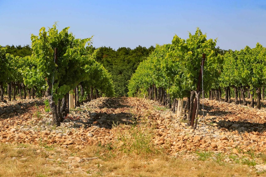 Picture 3 for Activity Avignon: Full-Day Wine Tour around Châteauneuf-du-Pape