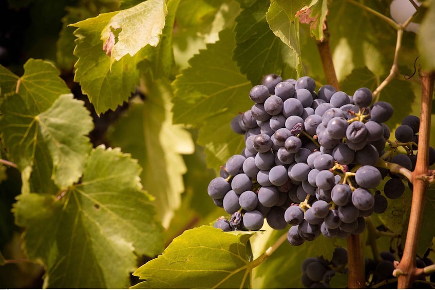 Picture 7 for Activity Avignon: Full-Day Wine Tour around Châteauneuf-du-Pape