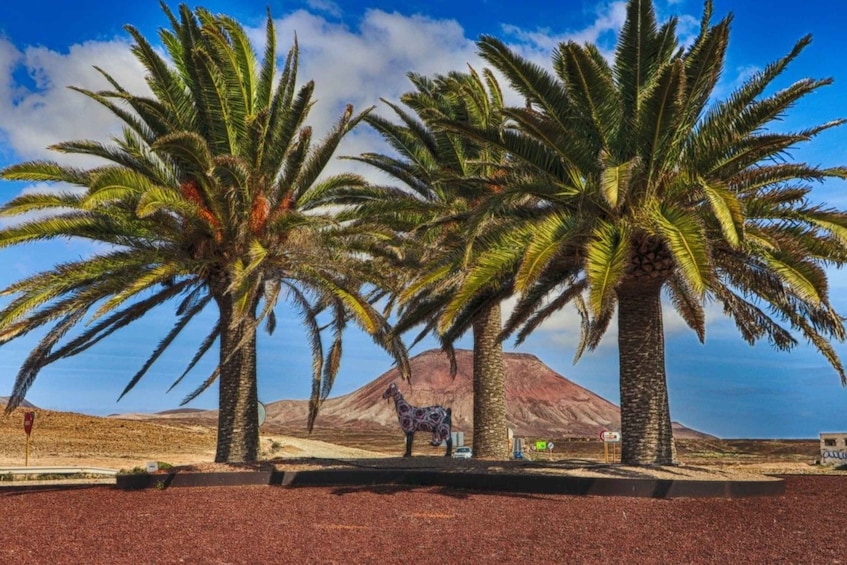 Picture 5 for Activity Fuerteventura: Island Flavors Full-day Tour with Lunch