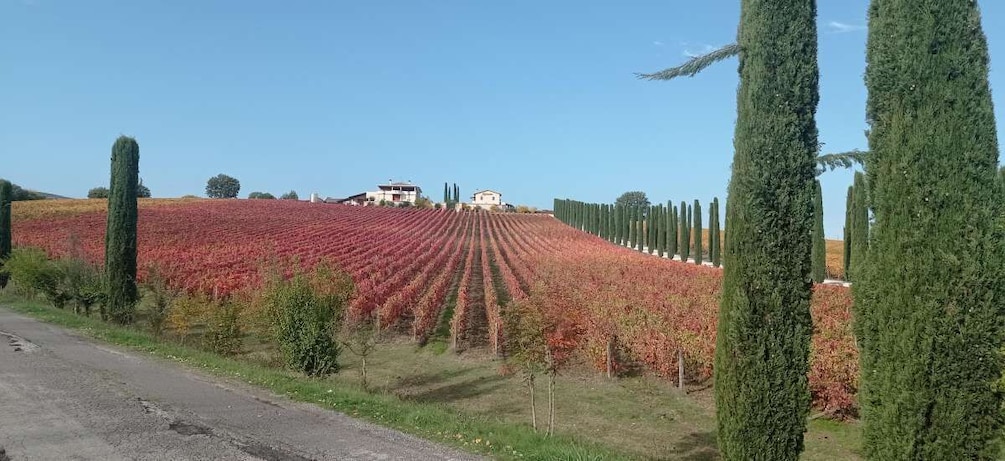 Picture 6 for Activity Montefalco and Bevagna Wine Tasting Full-Day Tour