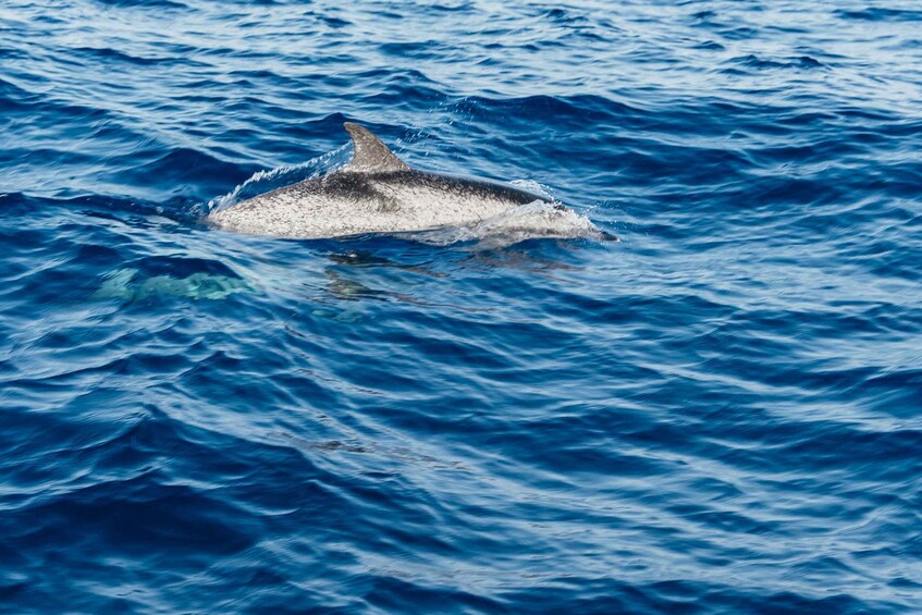 Picture 16 for Activity Lanzarote: 2.5-Hour Sunset and Dolphins Cruise