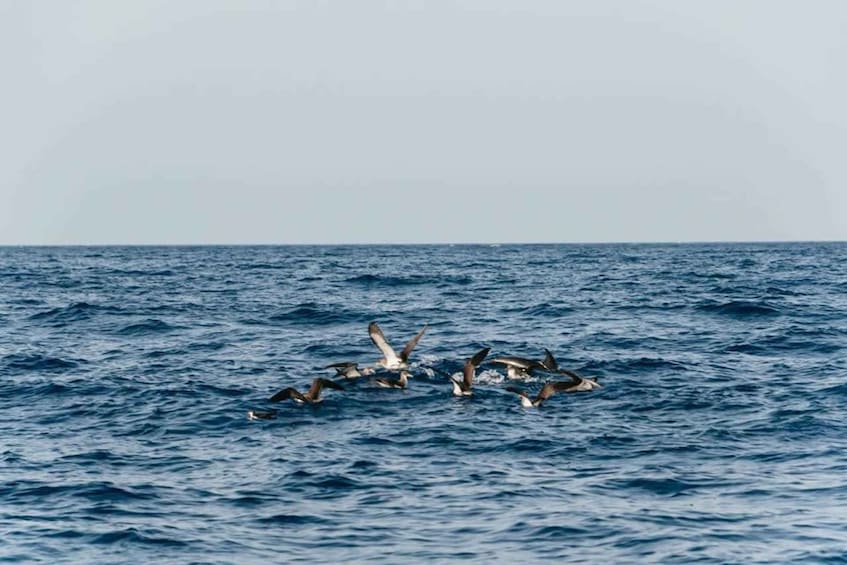 Picture 6 for Activity Lanzarote: 2.5-Hour Sunset and Dolphins Cruise