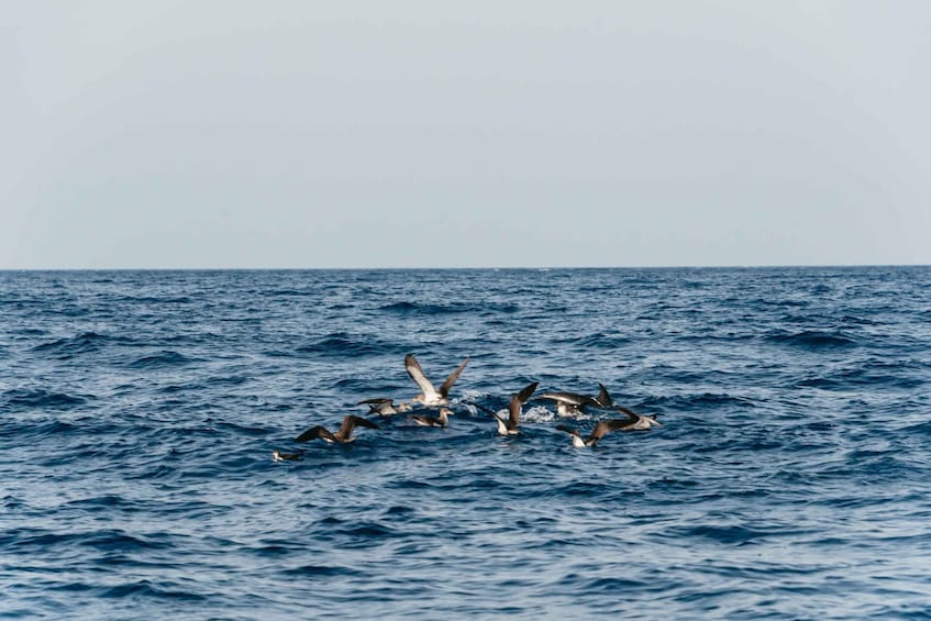 Picture 7 for Activity Lanzarote: 2.5-Hour Sunset and Dolphins Cruise