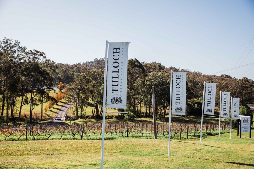 Picture 11 for Activity Hunter Valley: Tulloch Wine Tasting and Chocolate Pairings