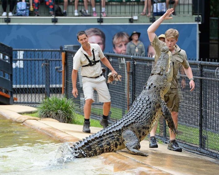 Picture 1 for Activity From Brisbane: Australia Zoo Transfer and Entry Ticket