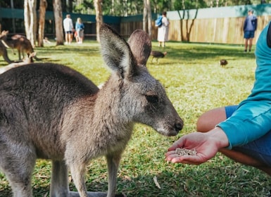 จากบริสเบน: บริการรถรับส่งและตั๋วเข้าสวนสัตว์ออสเตรเลีย