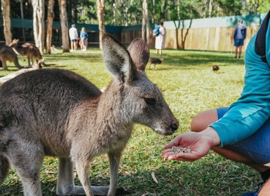 De Brisbane : transfert au zoo d'Australie et billet d'entrée