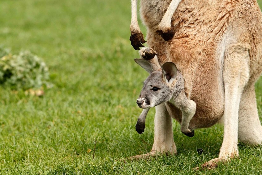 Picture 4 for Activity From Brisbane: Australia Zoo Transfer and Entry Ticket